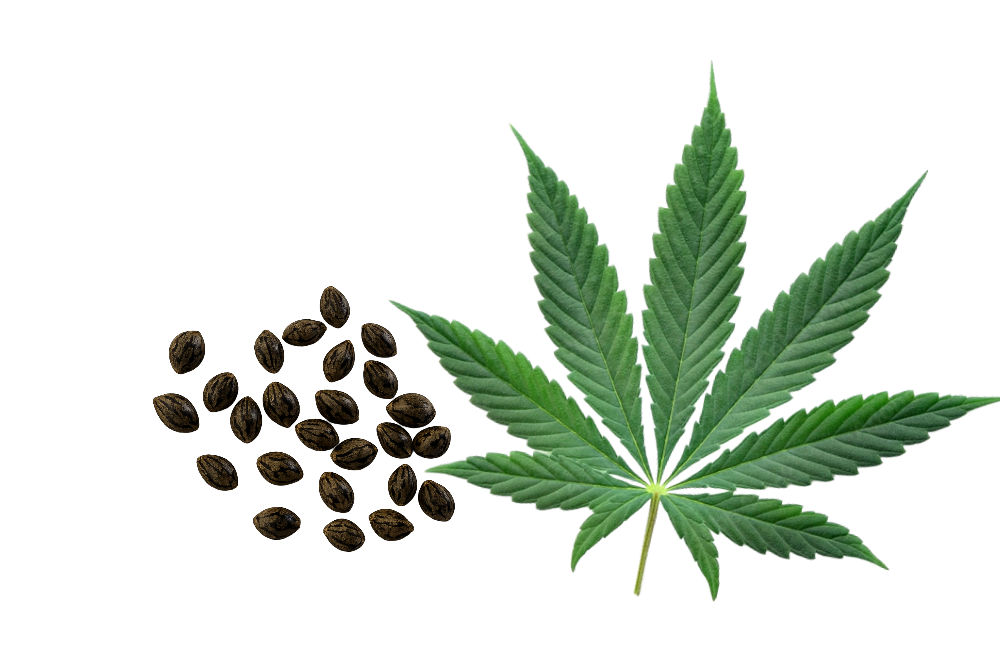 Hemp leaf and landrace seeds