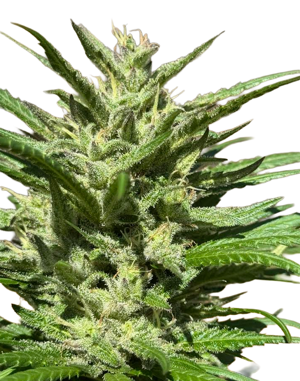 Syrian Landrace