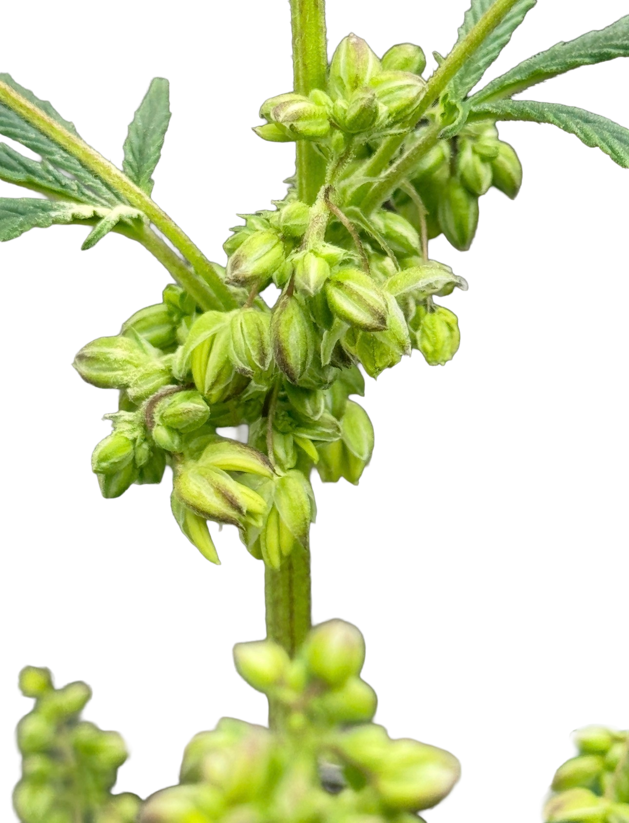 Landrace hemp in its natural environment