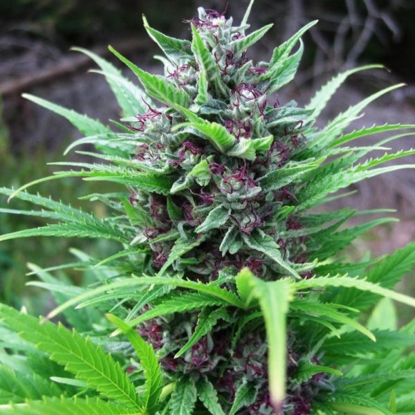 Hemp plant